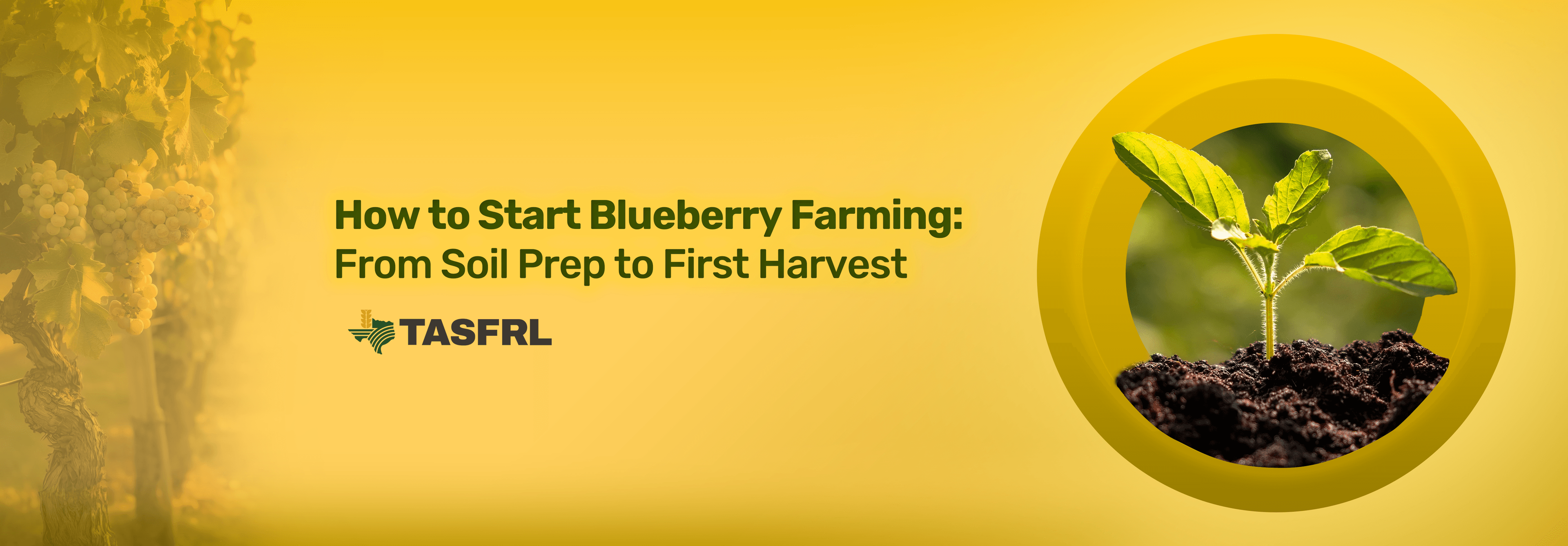 How to Start Blueberry Farming: From Soil Prep to First Harvest