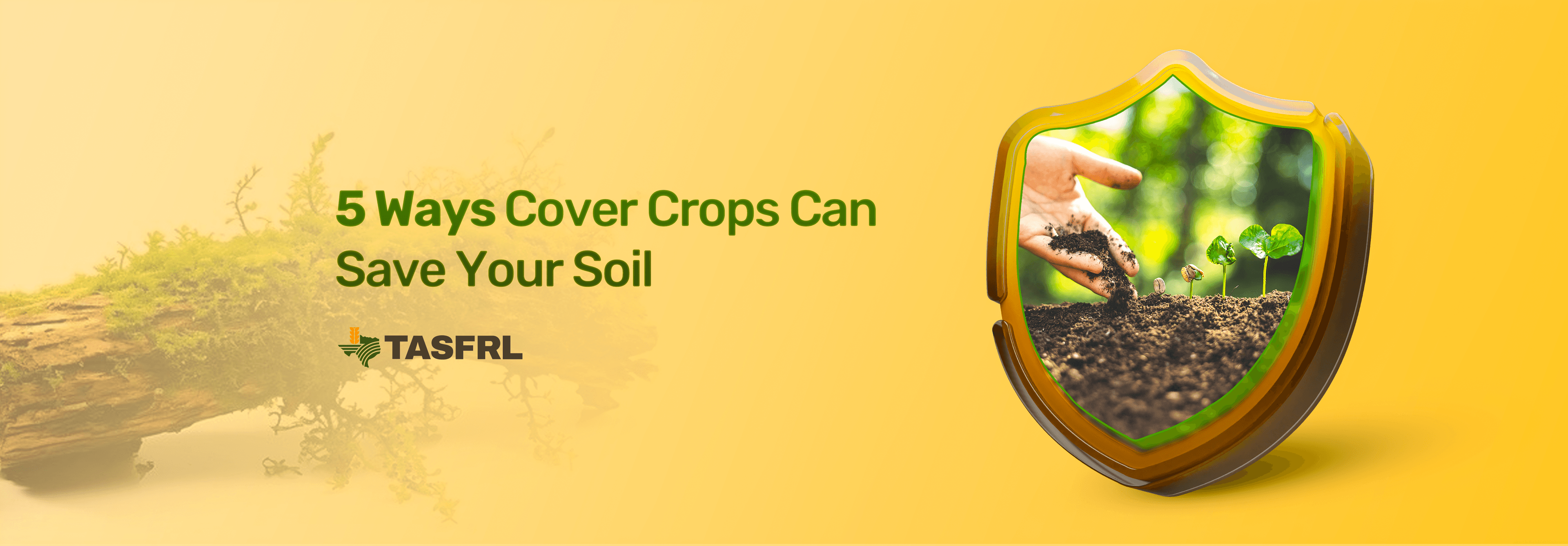 5 Ways Cover Crops Can Save Your Soil