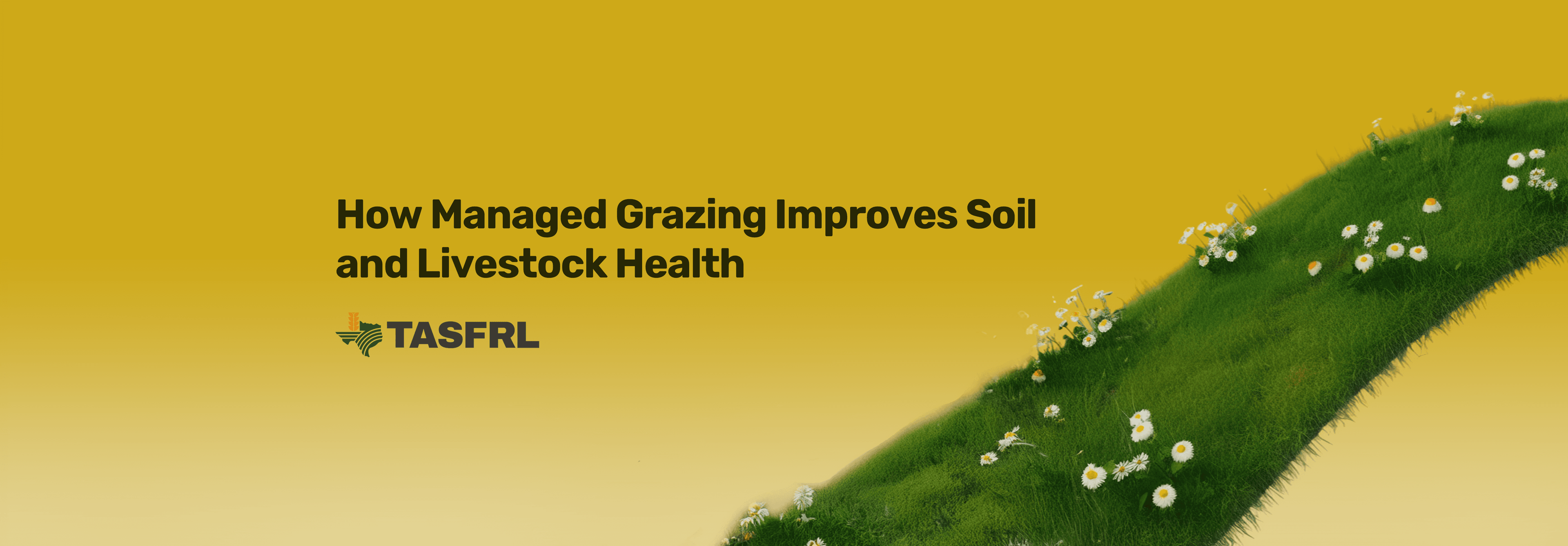 How Managed Grazing Improves Soil and Livestock Health